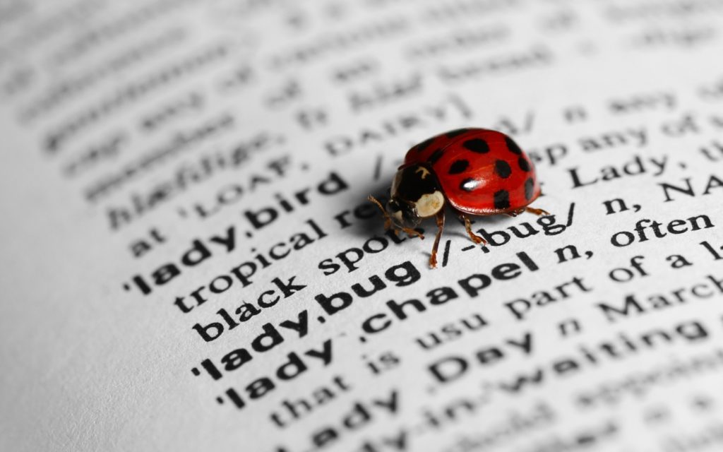 Ladybug Widescreen Wallpaper