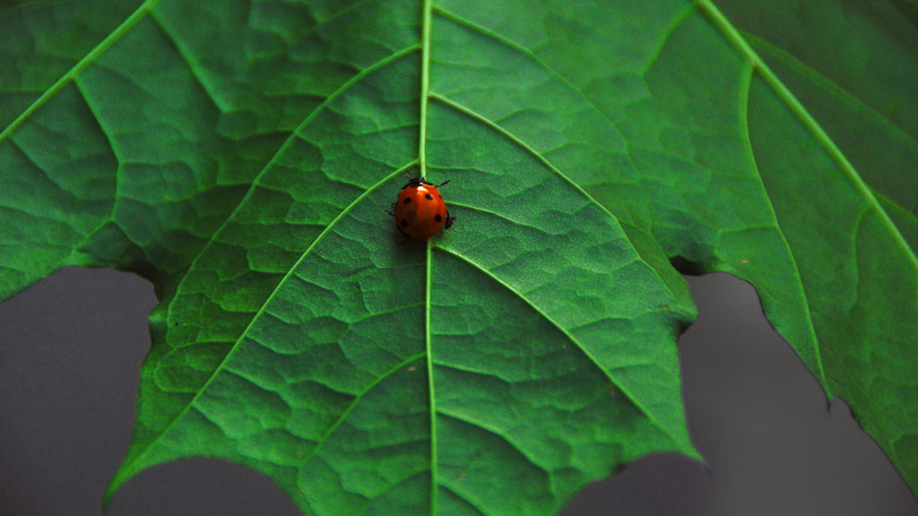 Ladybug Full HD Wallpaper