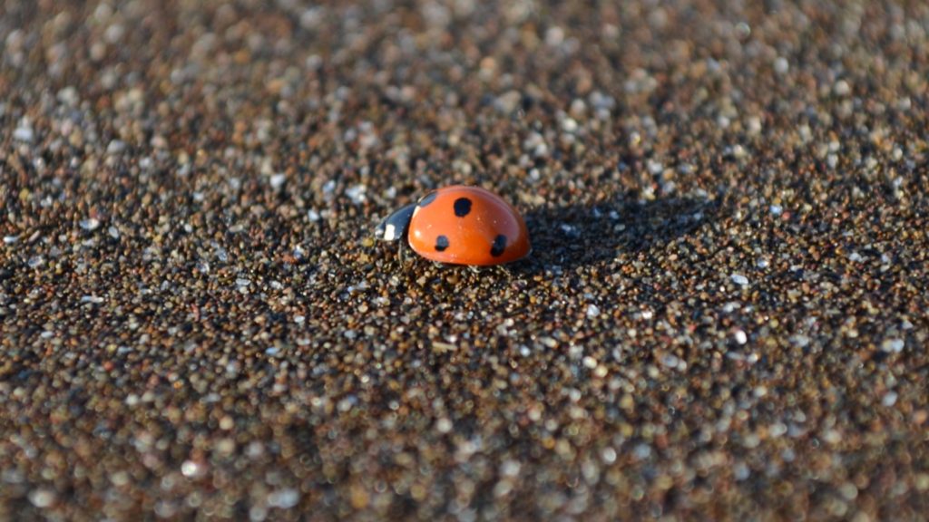 Ladybug Full HD Wallpaper