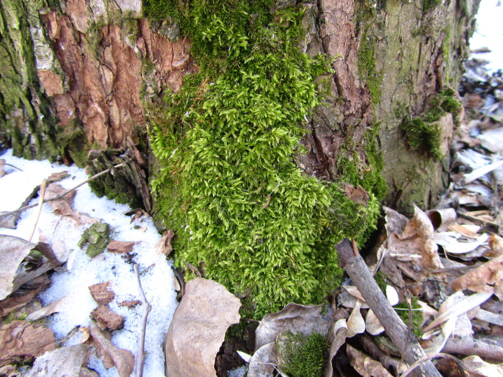 Moss Wallpaper