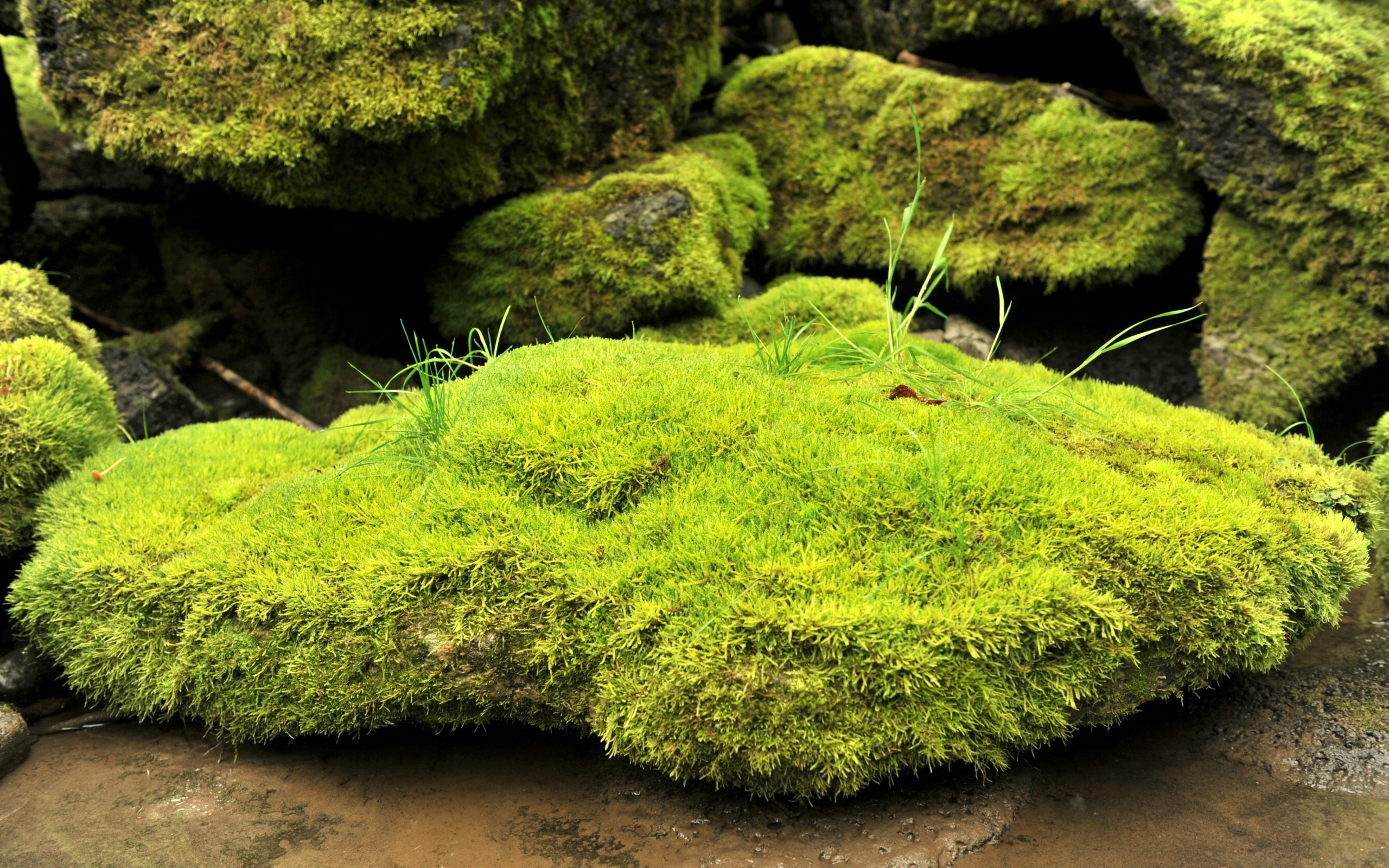 природа камни вода мох трава без смс