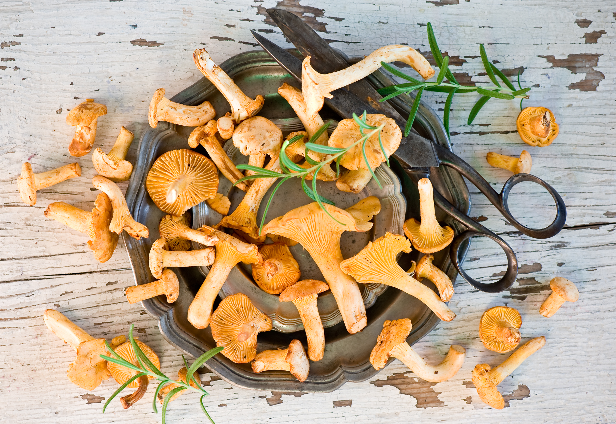 еда грибы food mushrooms без смс