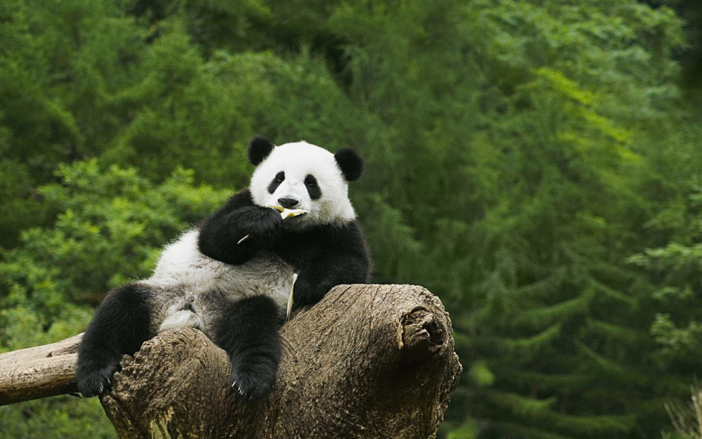 Panda Widescreen Background