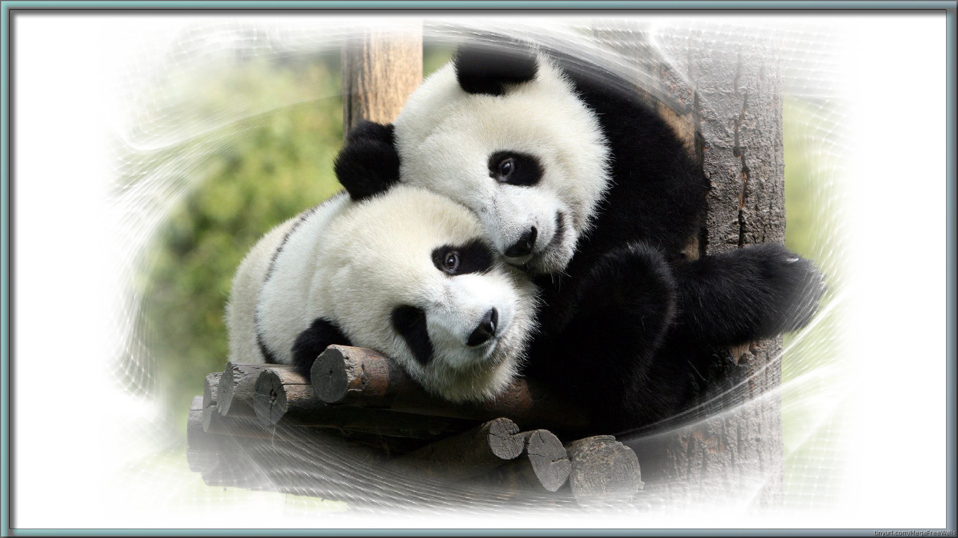  Panda  Backgrounds  Pictures Images