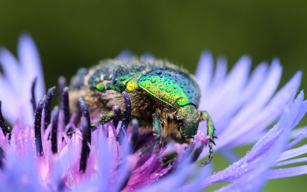 Beetle Widescreen Background