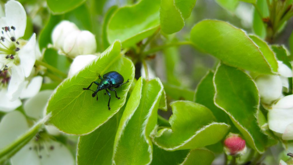 Beetle Background