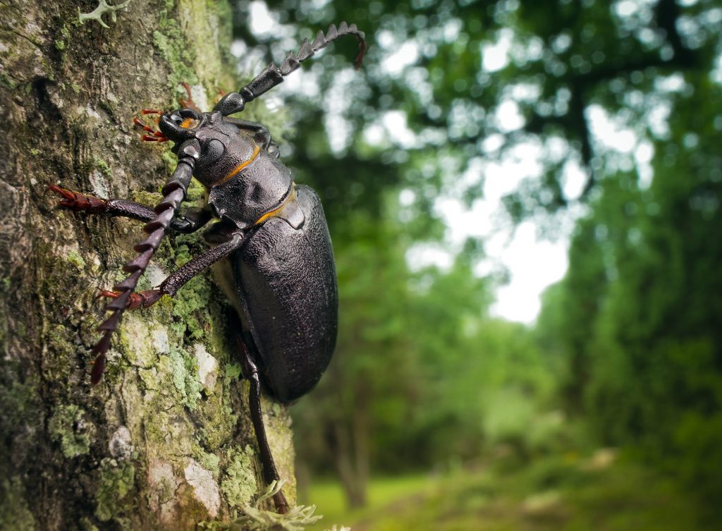 Beetle Background