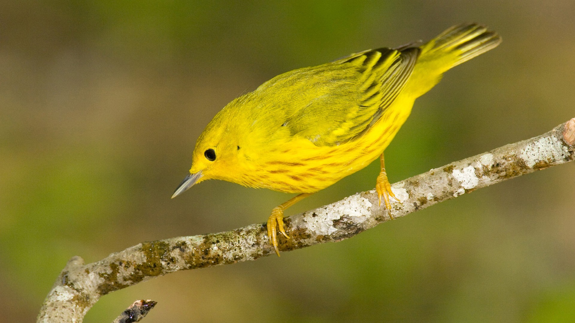 Ярко желтые птицы