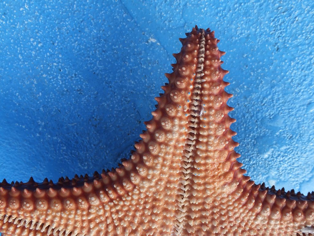 Starfish Wallpaper