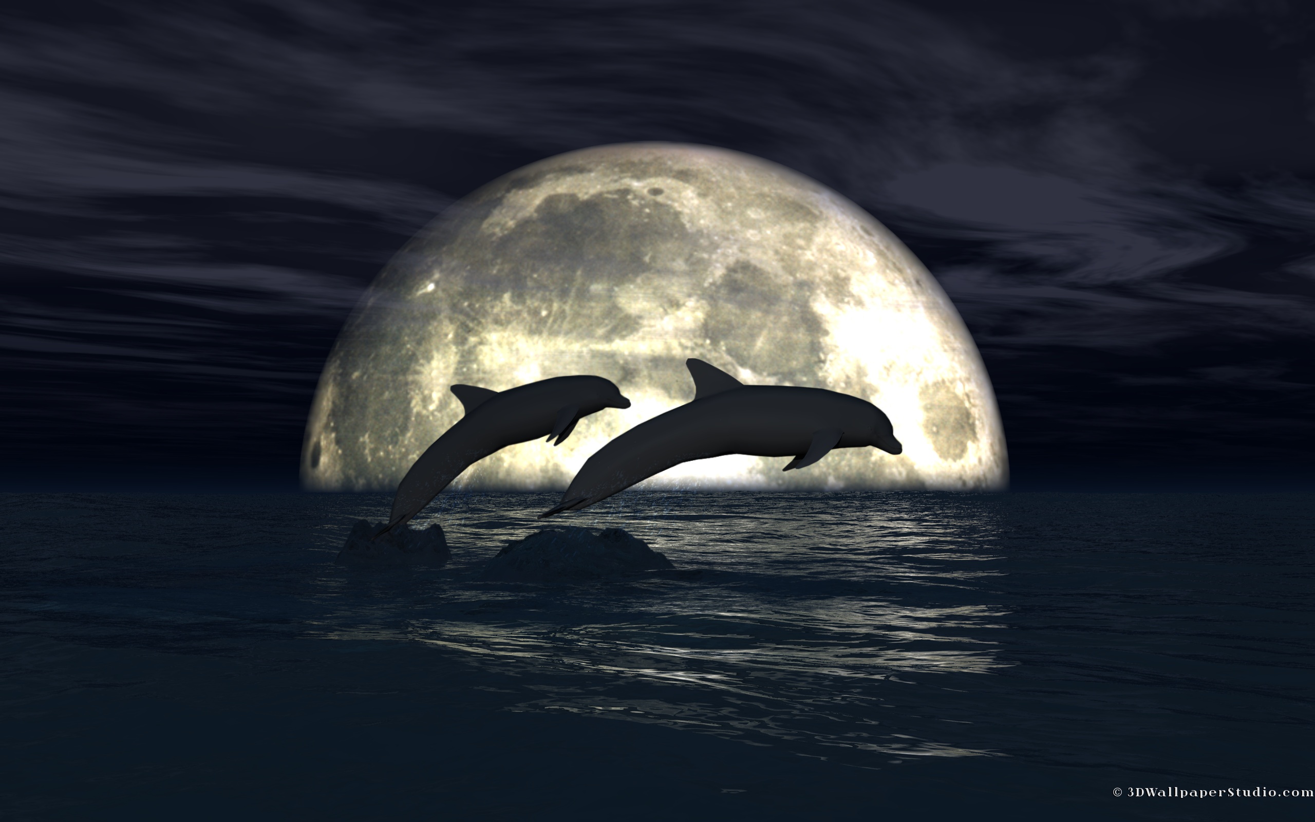 Wallpaper Dolphin, Bottlenose Dolphin, Jump | Best Free Download backgrounds