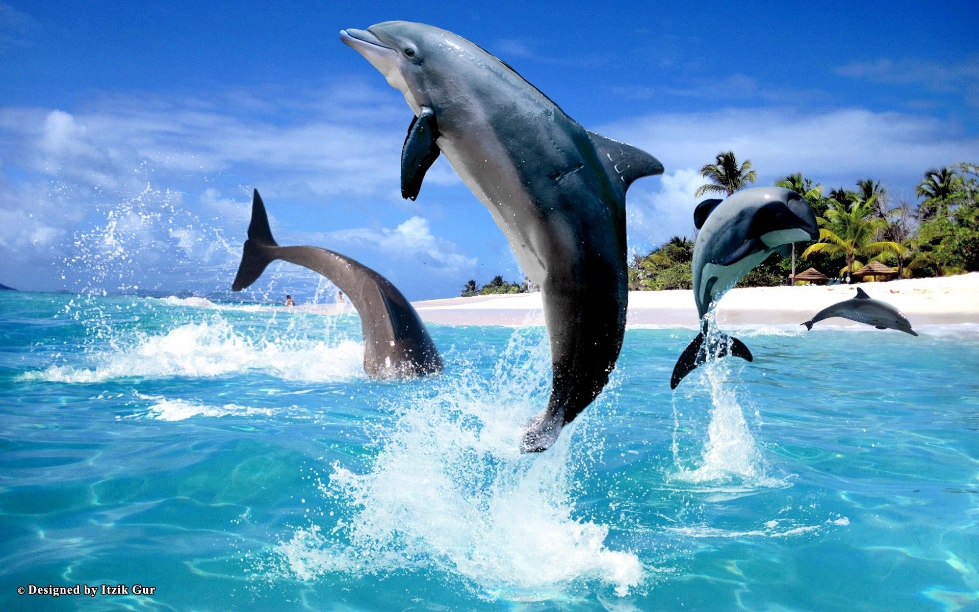 Дельфин ч буду жить. Майами Долфинс живой Дельфин. Дельфины в море. Красивые дельфины. Красивая природа море дельфины.