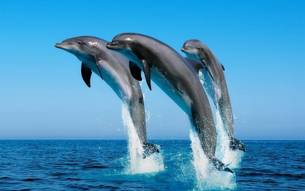 Dolphin Widescreen Wallpaper