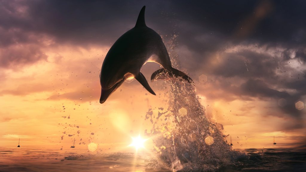 Dolphin Full HD Wallpaper