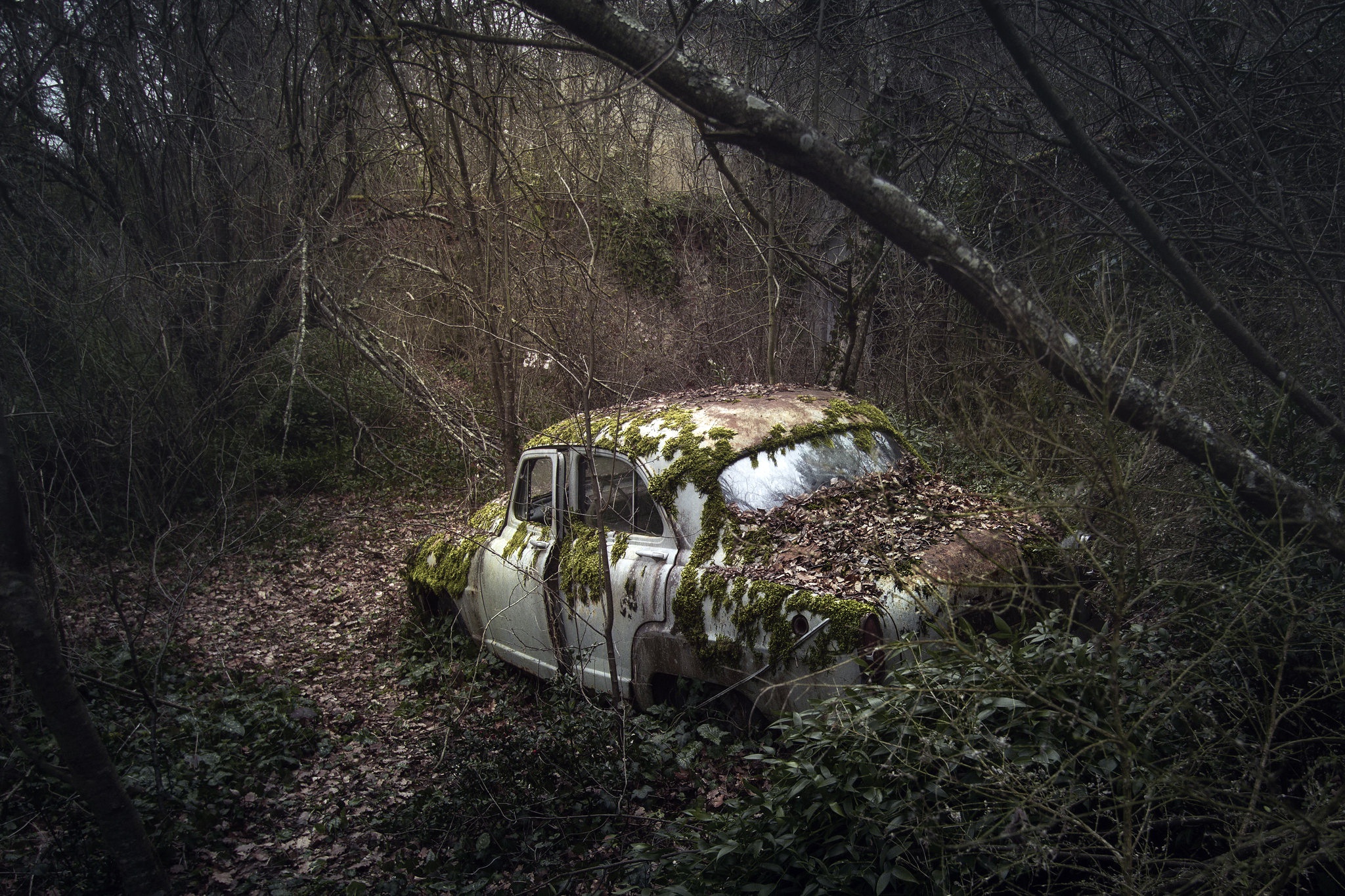 Капот в лесу. Заброшенные авто. Брошенные машины в лесу. Заброшенные машины в лесу. Заросшая машина в лесу.