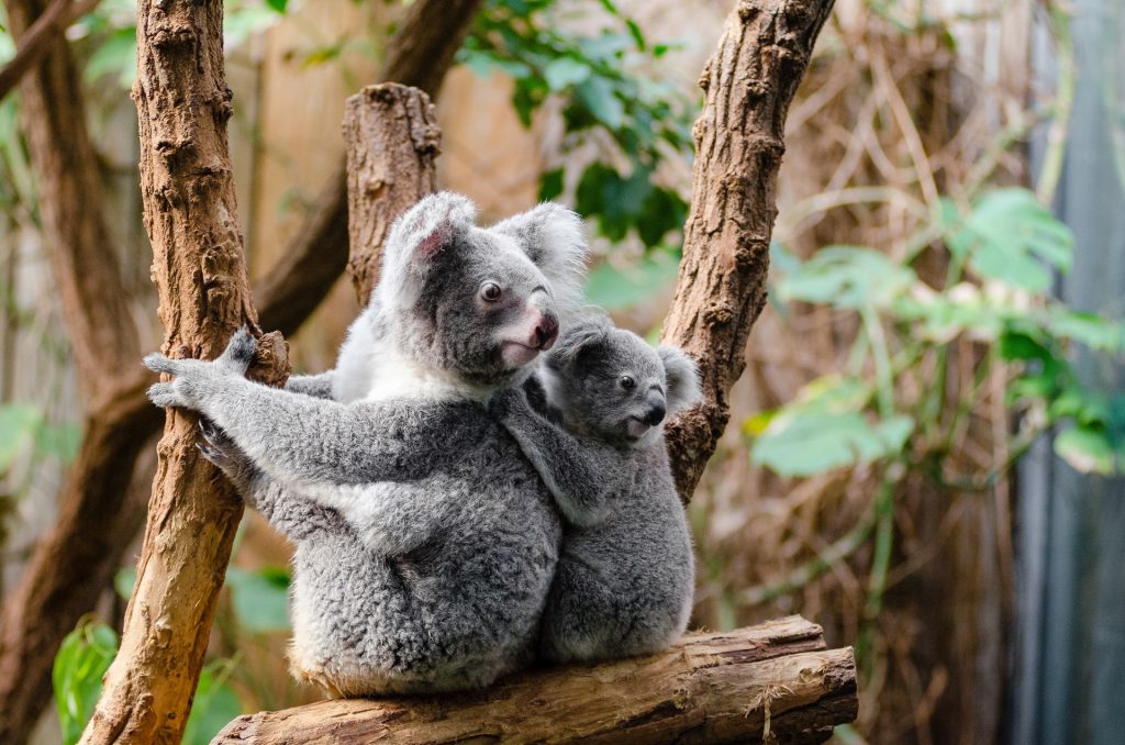 Koala Wallpaper