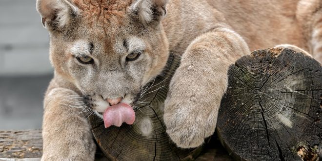 Cougar HD Wallpapers