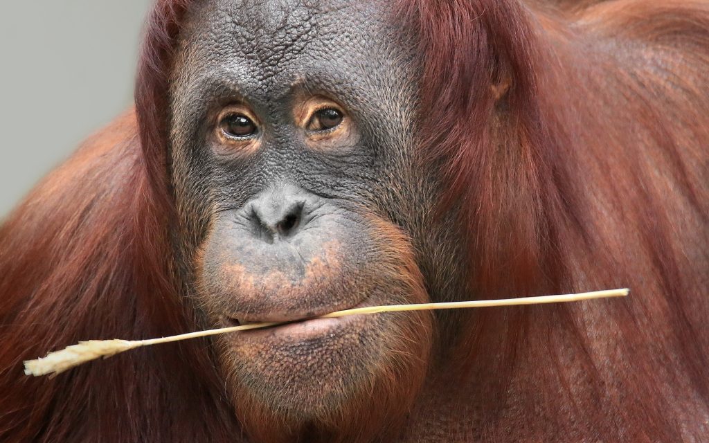 Orangutan Wallpaper