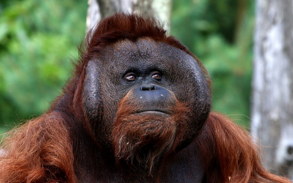 Orangutan Widescreen Wallpaper