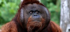 Orangutan Wallpapers
