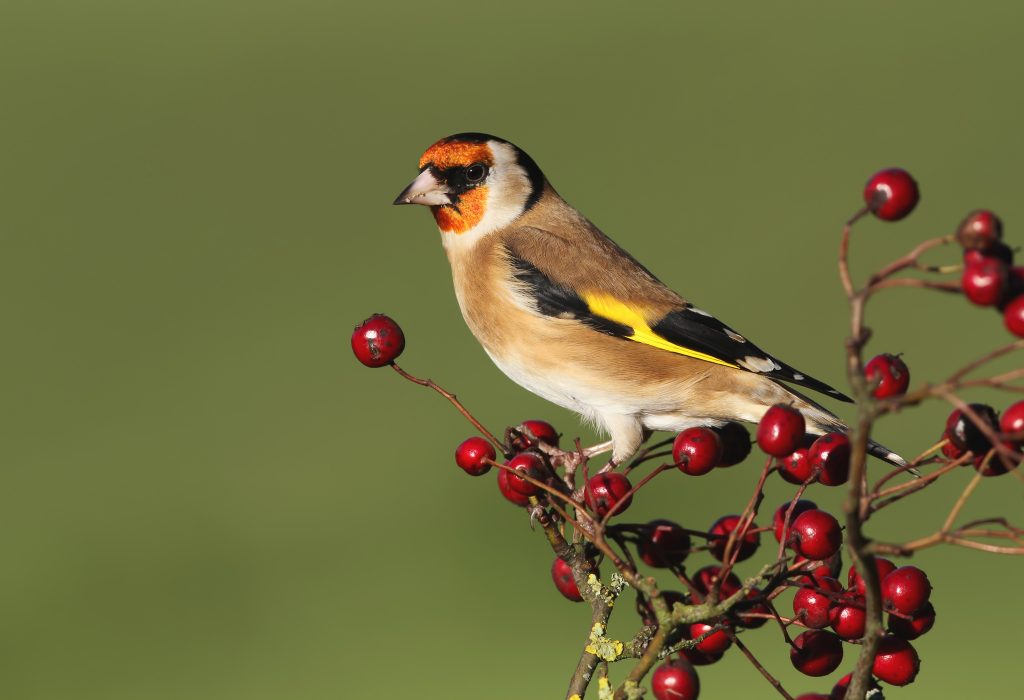 Goldfinch Wallpaper