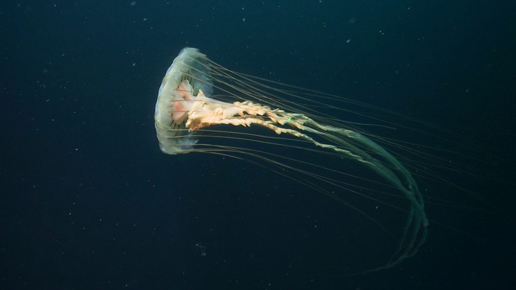 Jellyfish Full HD Wallpaper