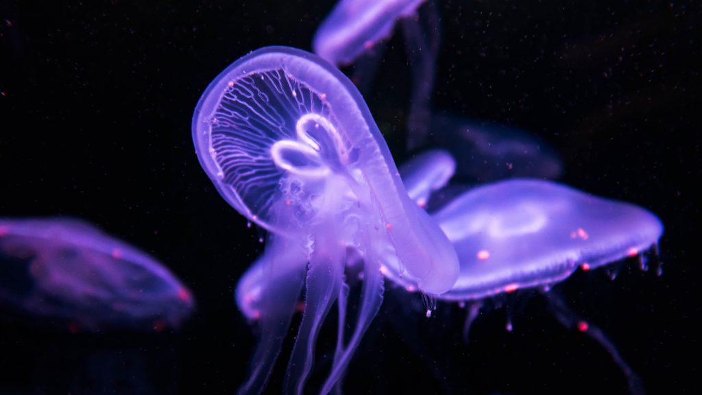 Jellyfish Quad HD Wallpaper