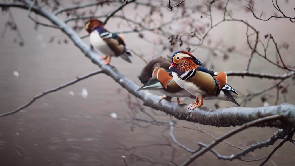 Mandarin Duck Full HD Wallpaper