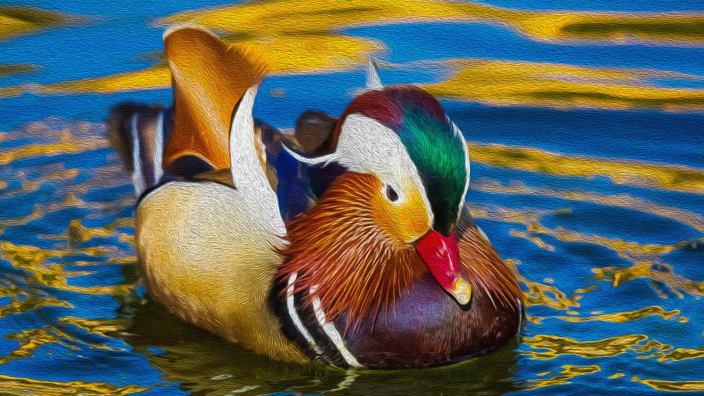 Mandarin Duck Quad HD Wallpaper