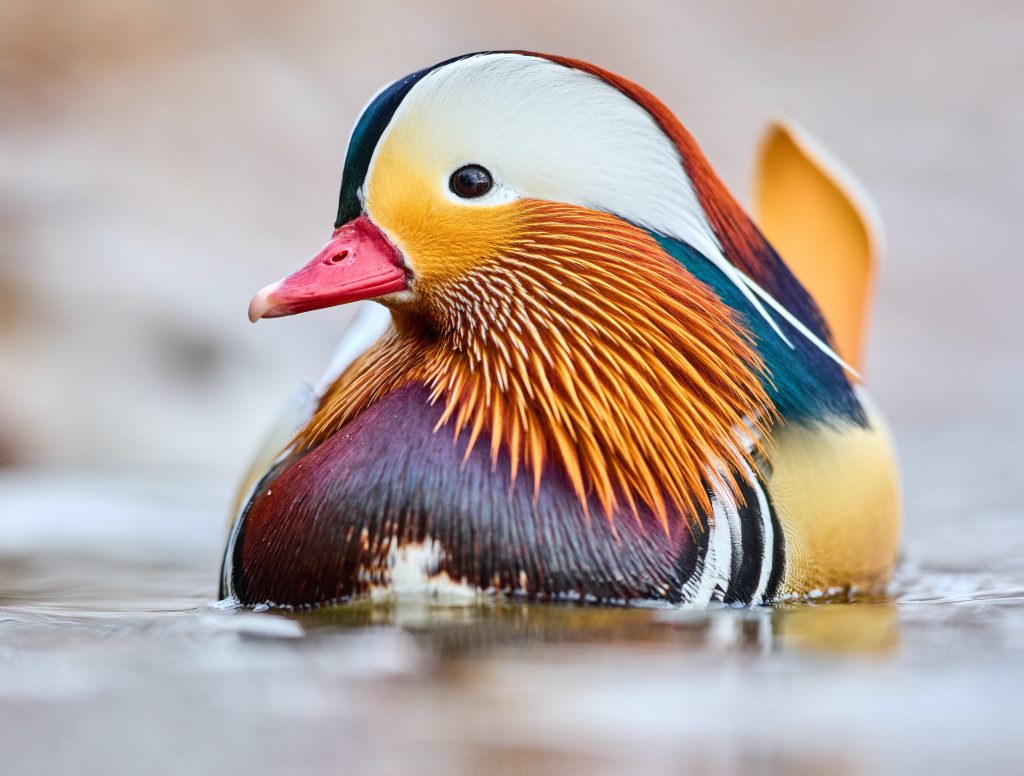 Mandarin Duck Wallpaper