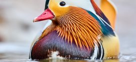 Mandarin Duck Wallpapers