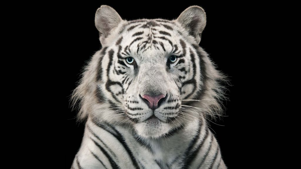 White Tiger Full HD Background