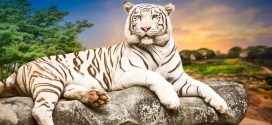 White Tiger Backgrounds