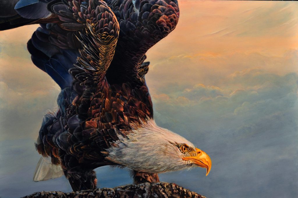 Bald Eagle Wallpaper