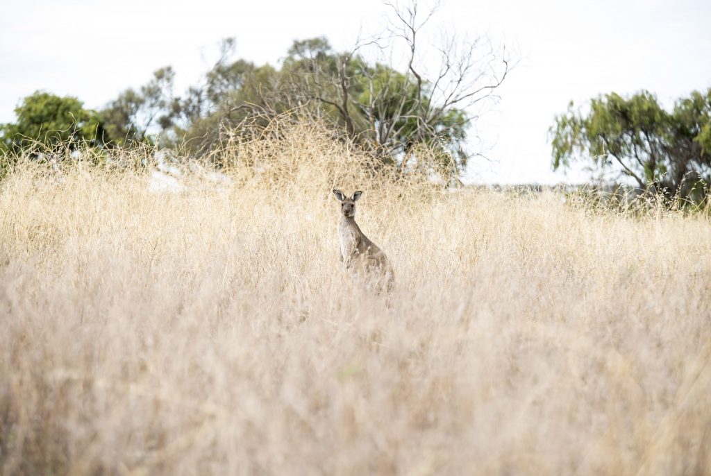 Kangaroo Background