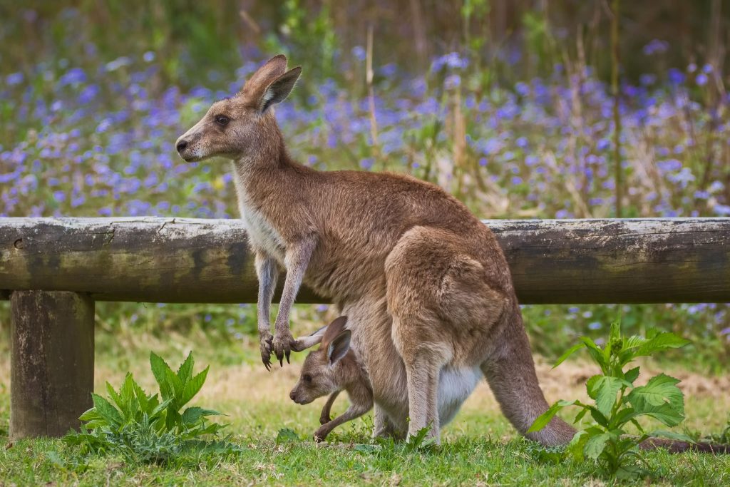Kangaroo Background