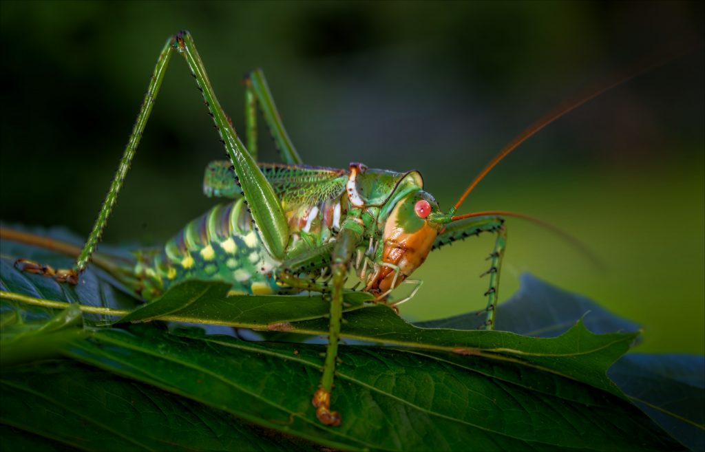 Grasshopper Wallpaper