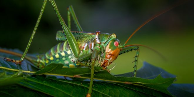Grasshopper Wallpapers