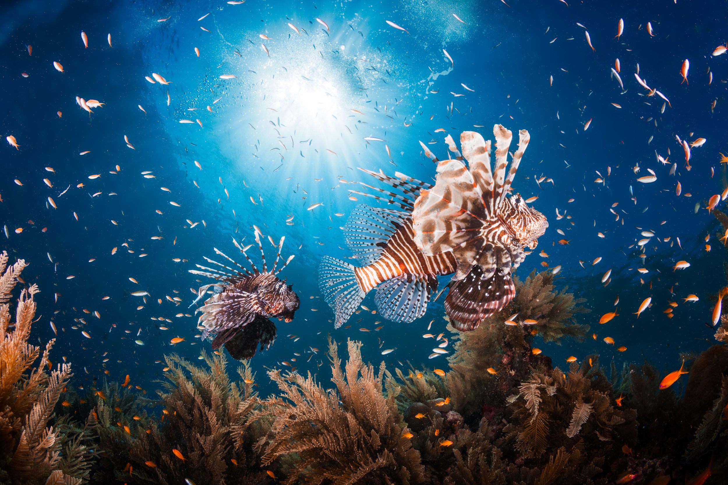 Природа подводный мир. Подводный мир океана. Обитатели морей и океанов. Подводные обитатели океана. Океан под водой.