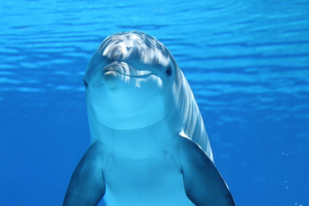 Dolphin Background