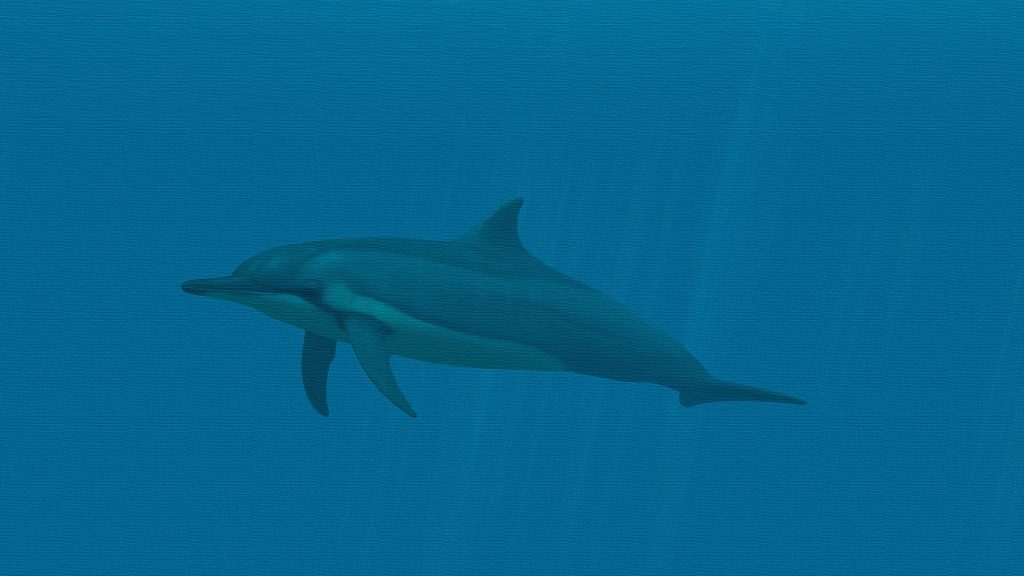 Dolphin Quad HD Background