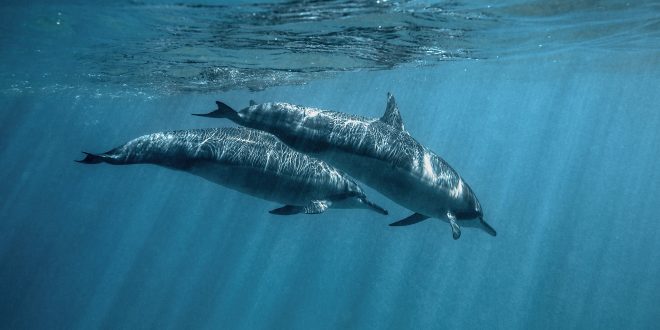 Dolphin Backgrounds