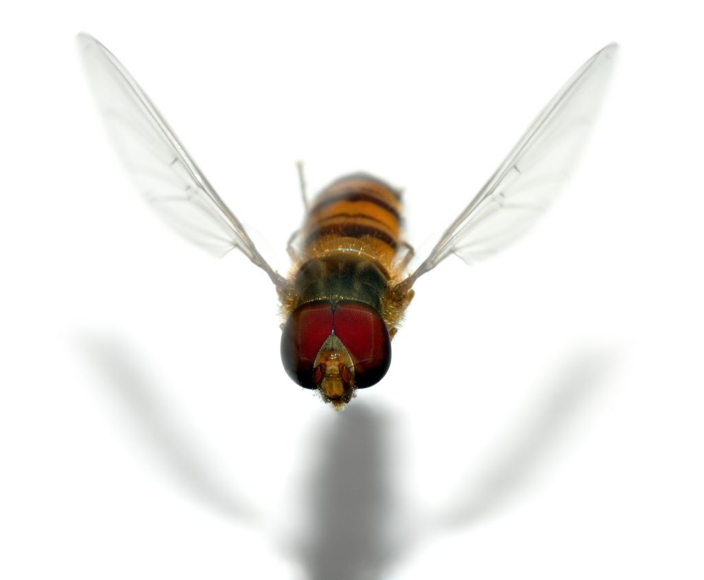 Hoverfly Wallpaper