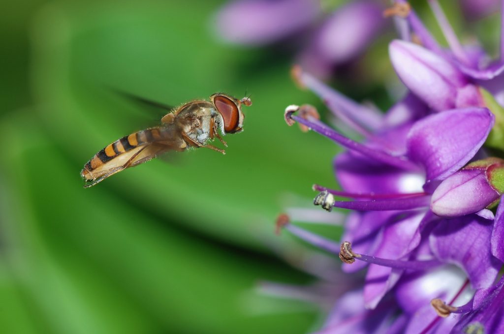 Hoverfly Wallpaper