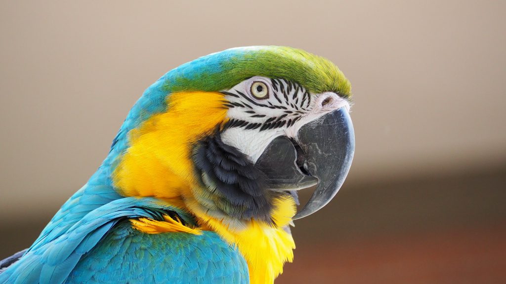 Blue-and-yellow Macaw Quad HD Wallpaper