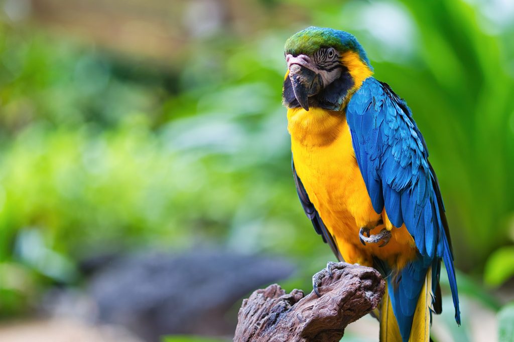 Blue-and-yellow Macaw Wallpaper