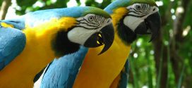 Blue-and-yellow Macaw Wallpapers