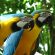 Blue-and-yellow Macaw Wallpapers