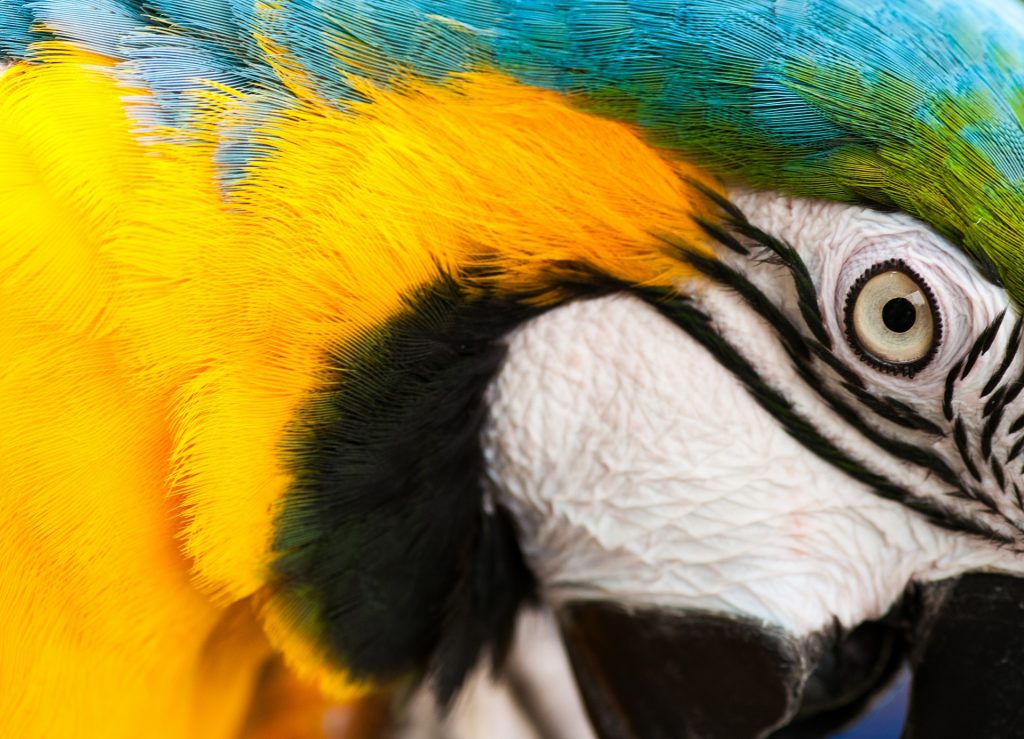 Blue-and-yellow Macaw Wallpaper