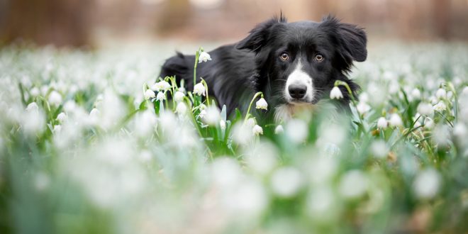 Border Collie Backgrounds