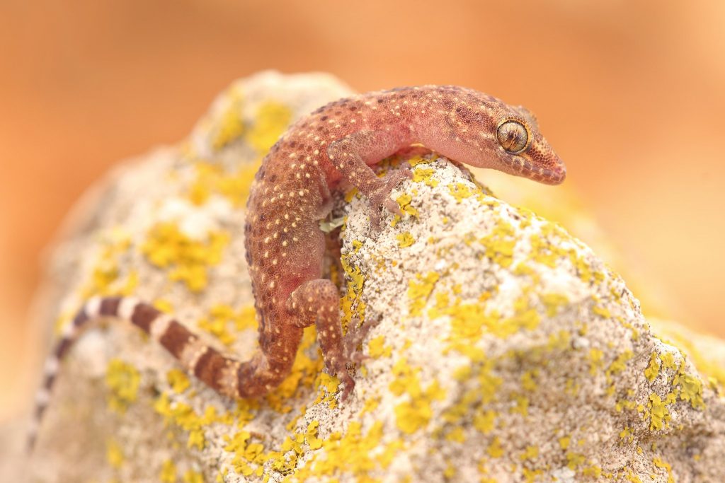 Gecko Background